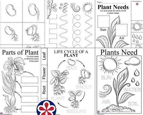 Plant Worksheets For Preschoolers