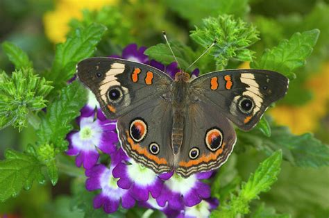 Buckeye Butterfly Photograph By Darrell Gulin
