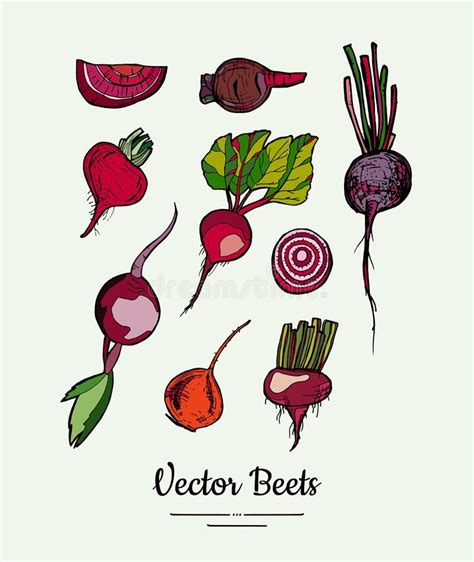 Beet Vegetable Vector Set Isolate Red Whole Sliced Cutted Beetroots Green Leaves Vegetables