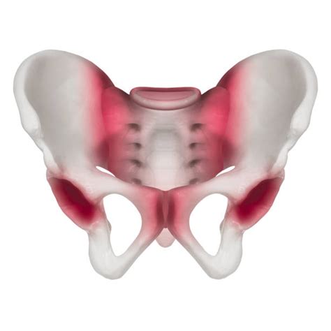 Top 60 Sacroiliac Joints Stock Photos Pictures And Images Istock