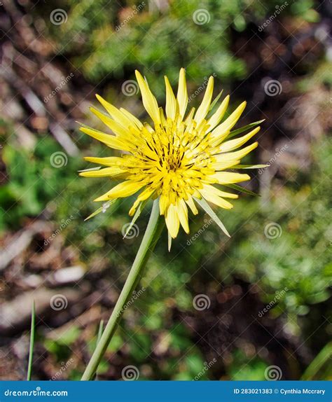Yellow Salsify Bloom Tragopogon Dubius Stock Image Image Of