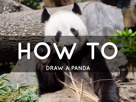 How To Draw A Panda By Jewel Connor