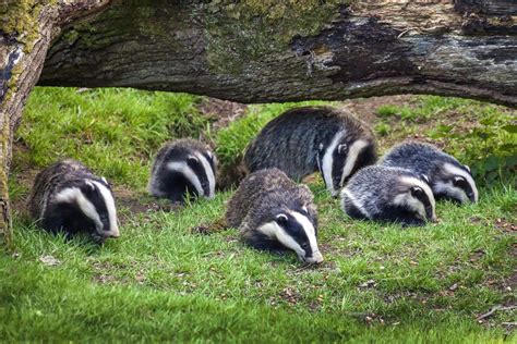 Badger Meles Meles Diet Habitat And Facts