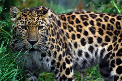 Amur Leopard Amur Leopards Photo 33690014 Fanpop