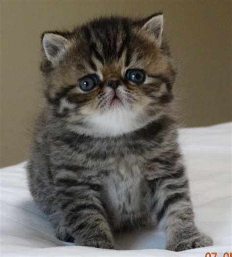 14 Exotic Shorthair Cat Breeds Furry Kittens