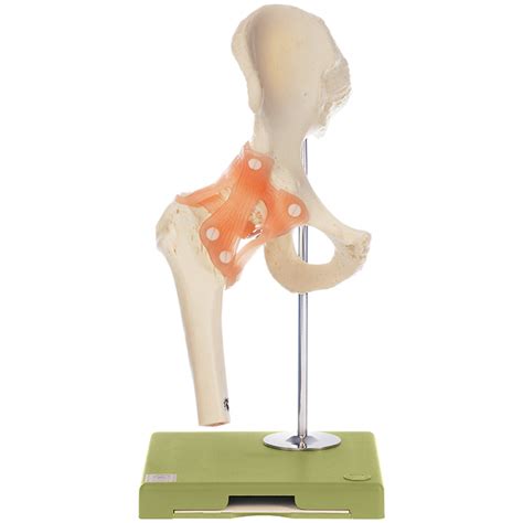Me50 Functional Model Of The Hip Joint Adamrouilly