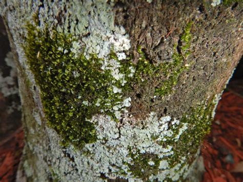 Lichens Algae And Moss On Tree Dscn8423