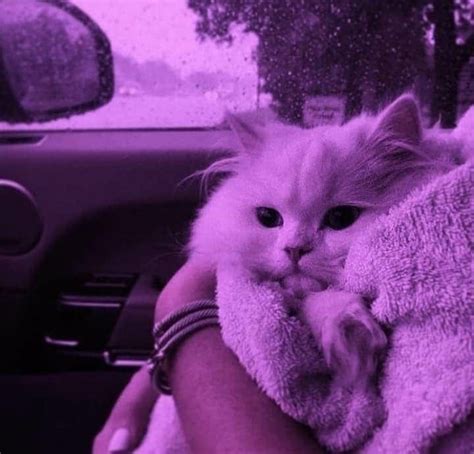 Pin By Out West On Cuties Cute Animal Photos Cat Aesthetic Purple Cat
