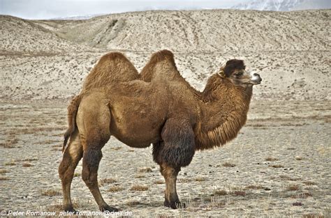 Since camel cases capitalizes the first letter of each word to substitute spaces, we are left with the challenge of how to differentiate a capitalized title i've never known which was clearer for function names. Image - Camelus ferus f. bactrianus (Domestic Bactrian ...