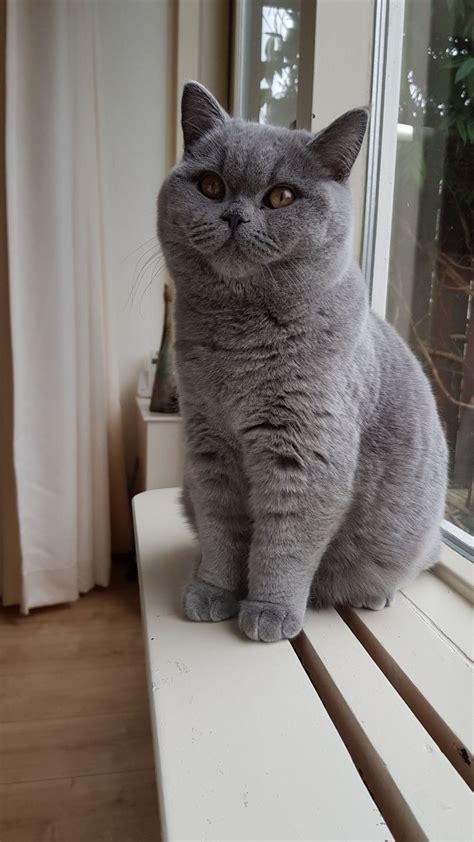 Beautiful And Elegant Gray Color Cat Cute Cats And Kittens Beautiful