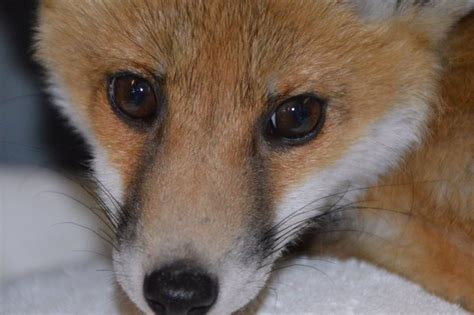 Injured Fox Drags Himself Out Of A Ditch To Ask Security Guard For Help