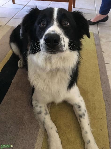 Male Black And White Border Collie Stud Dog In Hunter The United