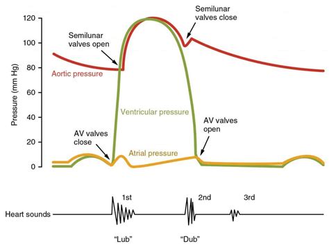 The Cardiac Cycle Pressures In The Heart Teachmephysiology