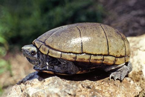 Kinosternidae Kinosternon Subrubrum Hippocrepis Eastern Mud Turtle A Photo On Flickriver