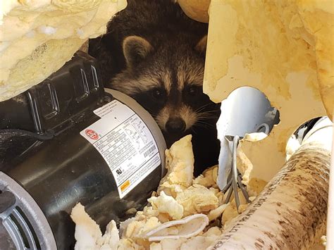 Wildlife Control Can Raccoon Roundworm Affect Humans