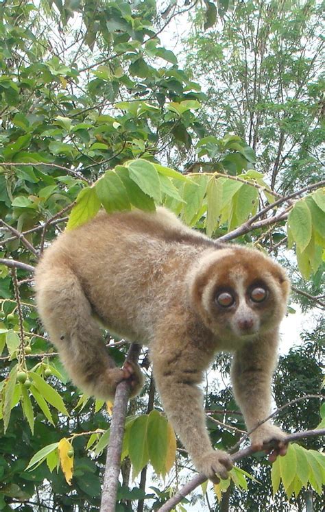Slow Loris Nycticebus Coucang Moves In Slow Motion J Nais Flickr