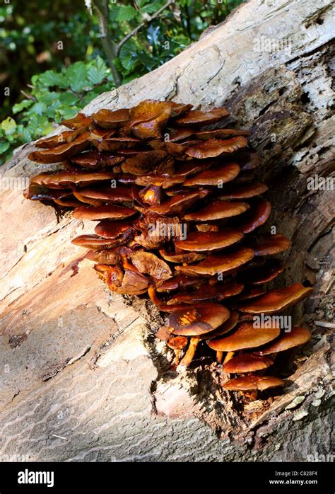 Ringless Honey Fungus Armillaria Tabescens Physalacriaceae Stock