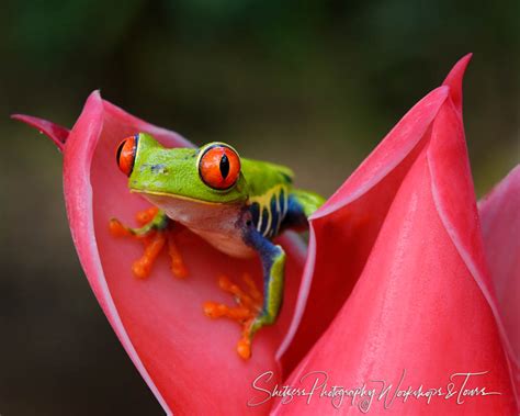 Colorful Nature Image Of Red Eyed Tree Frog Posing Shetzers Photography