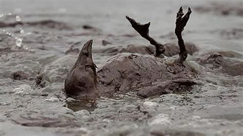 Gulf Of Mexico Oil Spill Shocking Pictures Of Animals Caught Up In The