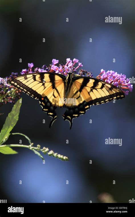 Eastern Tiger Swallowtail Butterfly Papilio Glaucus Feeding On A