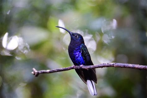 Flettner fl 282 kolibri, a german single seat helicopter from world war ii. Kolibri (Forum für Naturfotografen)