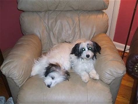 It is a cross find local classified ads for dogs and puppies in the uk and ireland. Jack-A-Poo Dog Breed Pictures, 1