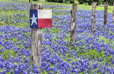 Texas Bluebonnets Photograph By JC Findley Pixels