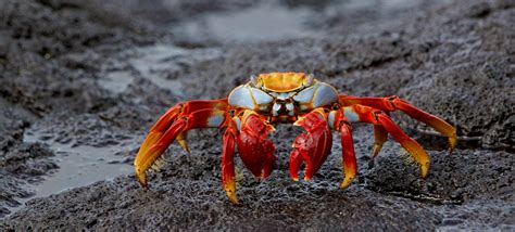 46 Interesting Facts About Crabs
