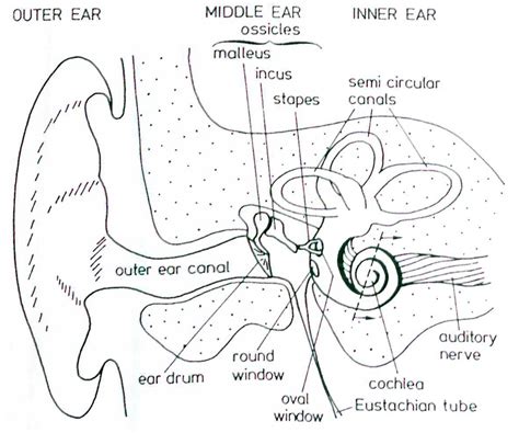 Coloring Pages Kids Learn Anatomy Of Human Ear Coloring Page Top 10