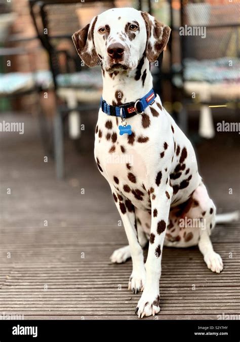 Dalmatian Dog Sitting Stock Photo Alamy