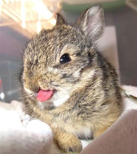 Photos Of Bunny Tongues 21 Pics