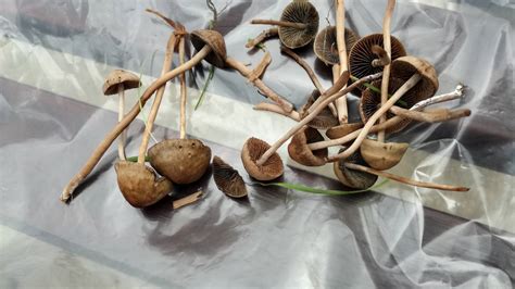 Magic Mushroom In Northern Ireland Mushroom Hunting And