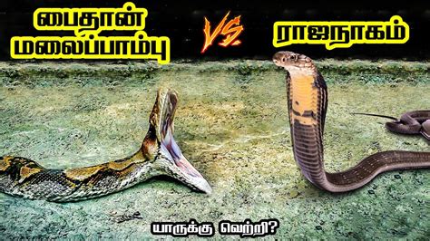 Reticulated Python Vs King Cobra In Tamil பைத்தான் மலைப்பாம்பு Vs