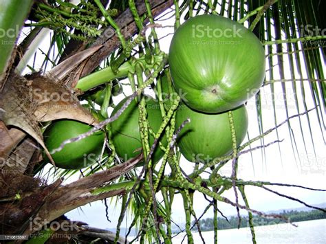 Fresh Green Young Coconut Fruits Hanging From A Coconut Tree Stock