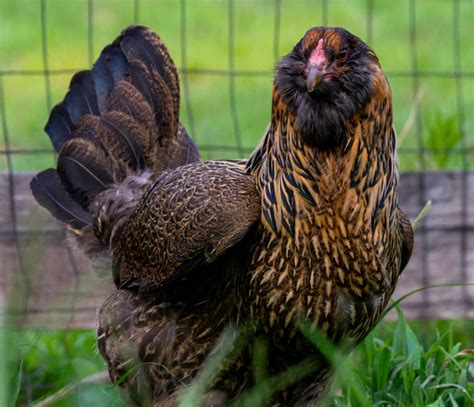 Ameraucana Or Easter Egger What S The Difference Meyer Hatchery Blog