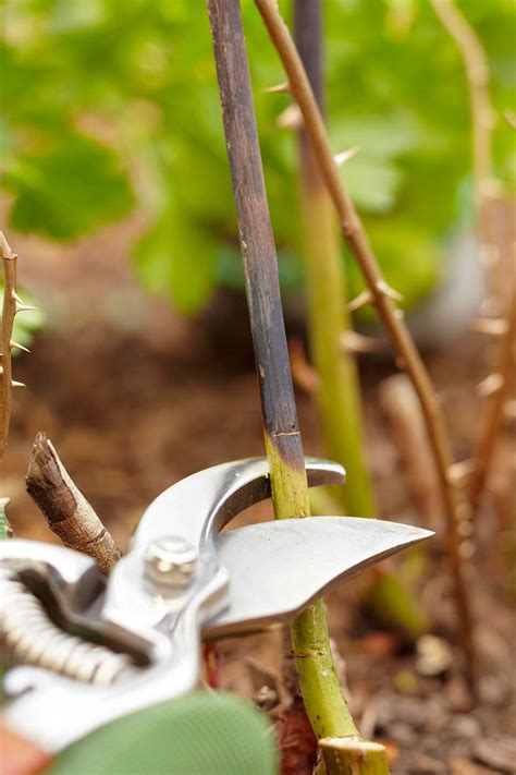 Tips For Pruning Roses Better Homes And Gardens