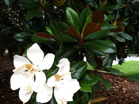 Their big, waxy, glossy leaves juxtaposed with heady, fragrant flowers are familiar sights to southerners. Magnolias are in bloom | Into the Woods