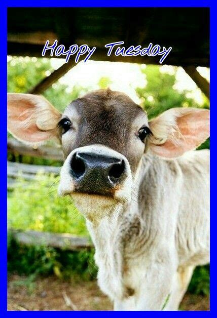 Tuesday memes are mostly people having fun, enjoying or hating … Happy Tuesday | Cow pictures, Cute baby cow, Animals beautiful