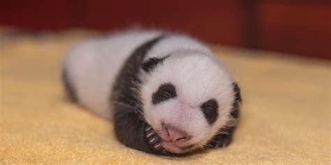 Top 5 ‘aww Inspiring Giant Panda Cub Moments Smithsonians National