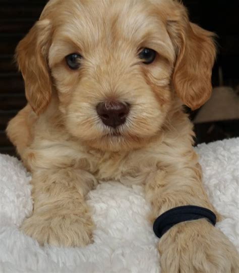 These energetic labradoodle puppies are a cross between the standard poodle & the labrador retriever. Rochester labradoodle puppies, breeder of small, medium, mini, and large poodle mix dogs. Rescue ...