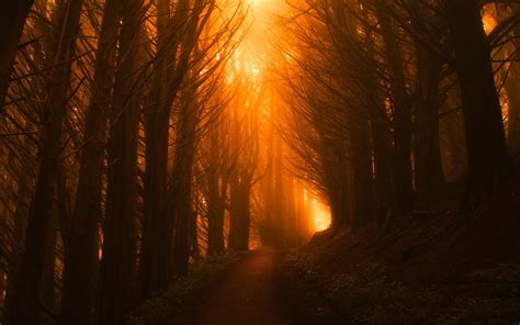 Sunlight Path Dark Beautiful Nature Trees Hd Nature 4k Wallpapers Images Backgrounds Photos