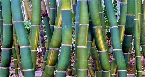 Tropical Bamboo Nursery And Gardens The Bamboo Plant Source
