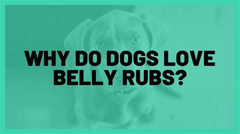 Why Do Dogs Love Belly Rubs Youtube