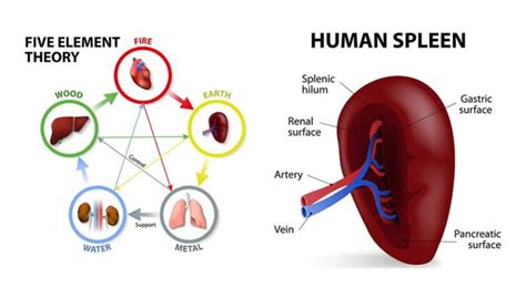 Spleen Organ Acupressure Spleen And Stomach Organ Systems