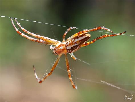 Eucalypt Habitat Unidentified Arachnids