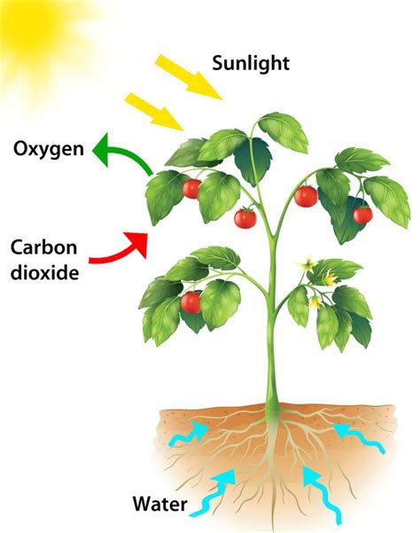 The rate of photosynthesis is directly proportional to the amount of surface area receiving light photons. Photosynthesis : A Biochemical Mechanism that has ensure ...