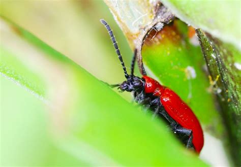 Learn About Lily Beetles Control Lily Beetle Leaf Beetle Lily Plants