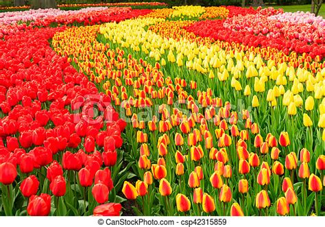 Rows Of Tulip Flowers Rows Of Red Orange And Yellow Tulip Flowers In