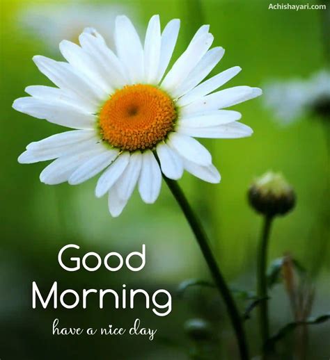 110+ Good Morning Images, Pictures, Photos & Wishes 2024