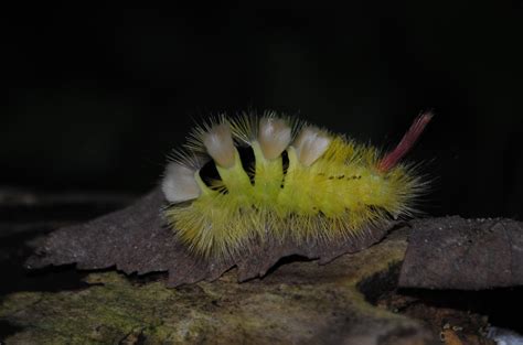Free Images Nature Prickly Flower Insect Moth Yellow Flora